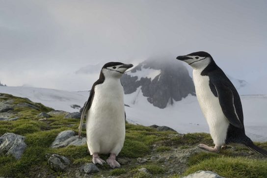 Как выглядят антарктический пингвин