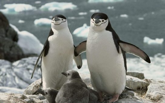 Как размножаются антарктические пингвины