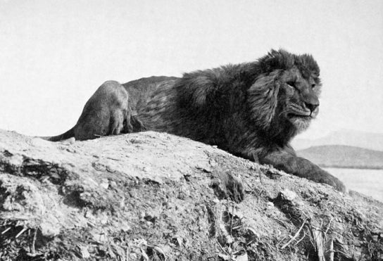 Описание берберийского льва