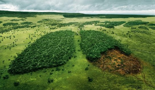 Экология леса