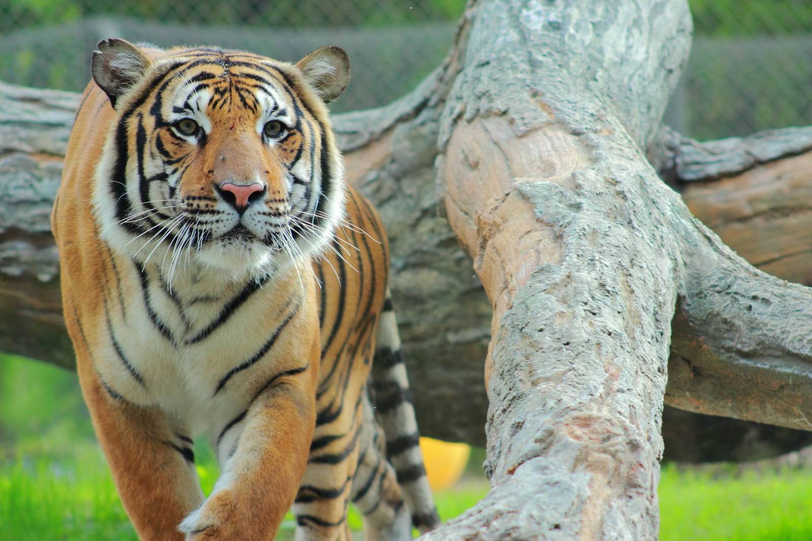Малайский тигр (Panthera Tigris Jacksoni)