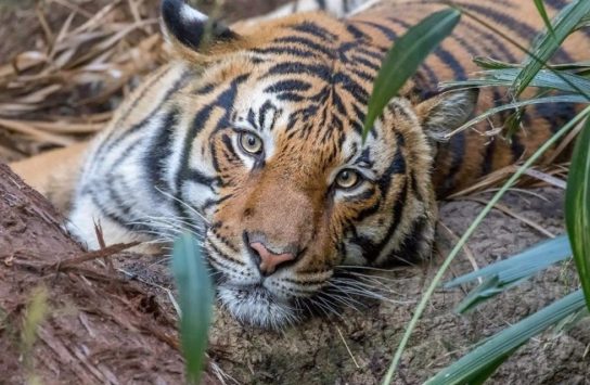 Как размножается малайский тигр