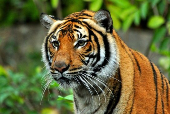 Фото малайского тигра