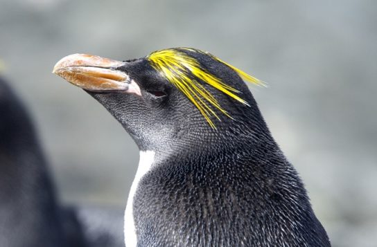 Фото пингвина шлегеля