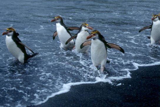 Размножение пингвинов шлегеля