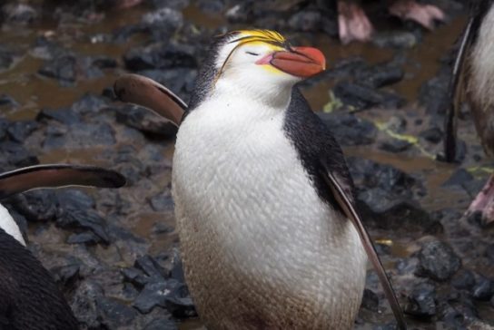 Как выглядит пингвин шпегеля