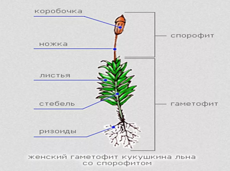 Строение мха кукушкин лен рисунок с надписями