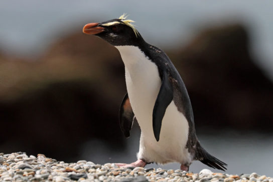 Как выглядит толстоклювый пингвин