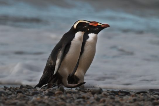 Где обитают толстоклювые пингвины
