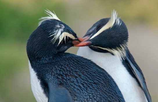Как размножаются толстоклювые пингвины