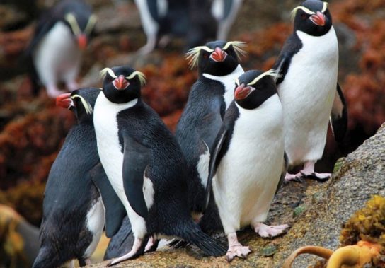 Образ жизни толстоклювых пингвинов