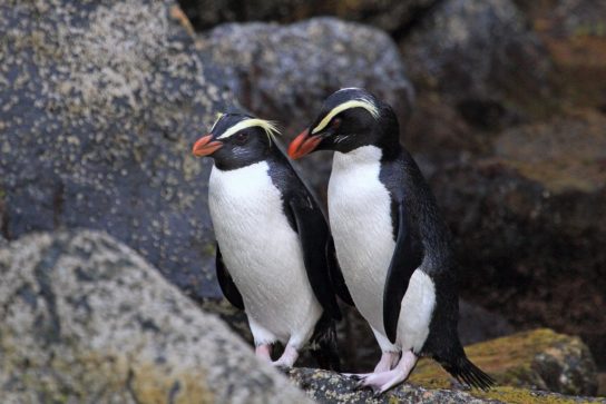 Фото толстоклювых пингвинов