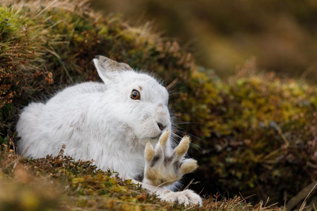 Заяц беляк фото. Заяц-Беляк Lepus timidus. Заяц Беляк в тундре. Заяц Беляк на Сахалине. Заяц-Беляк – Lepus timidus Linnaeus, 1758.