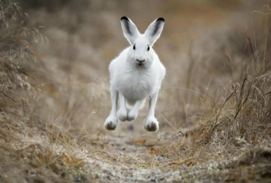 Интересные факты о зайце-беляке