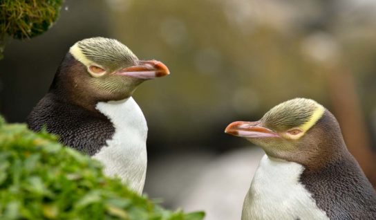 Описание желтоглазого пингвина