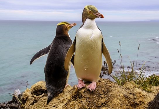 Чем питается желтоглазый пингвин