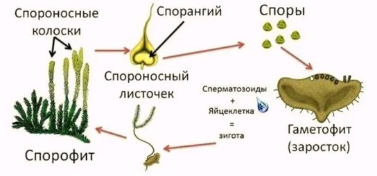 цикл плауновидных растений