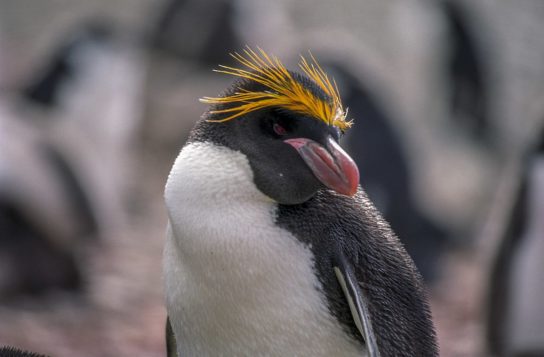 Внешний вид хохлатого пингвина