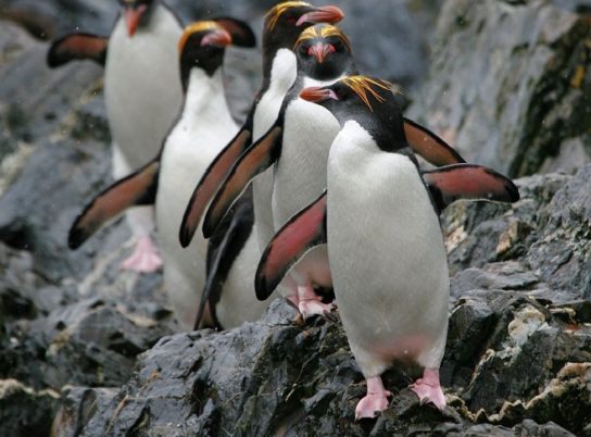 Образ жизни хохлатого пингвина