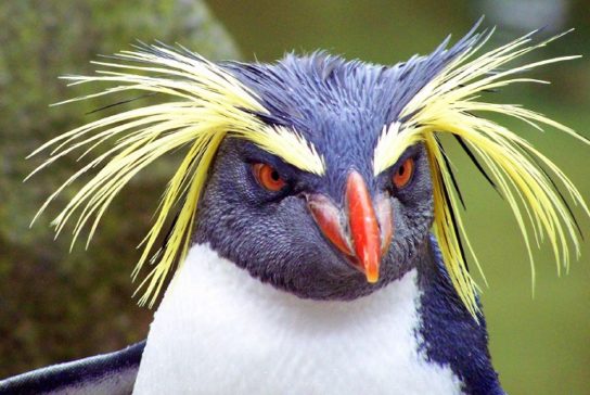 Как выглядит золотоволосый пингвин