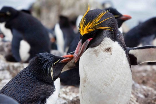 Размножение золотоволосого пингвина