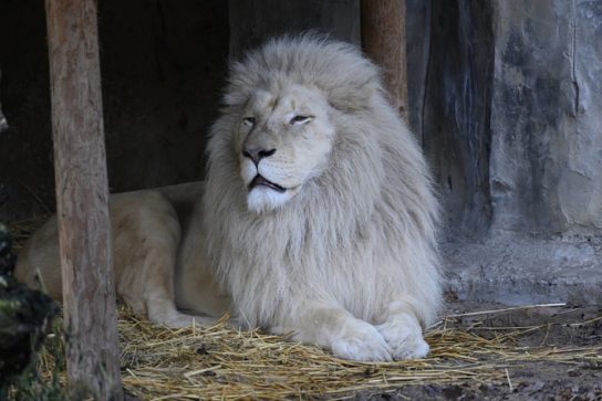 Сколько живет белый лев