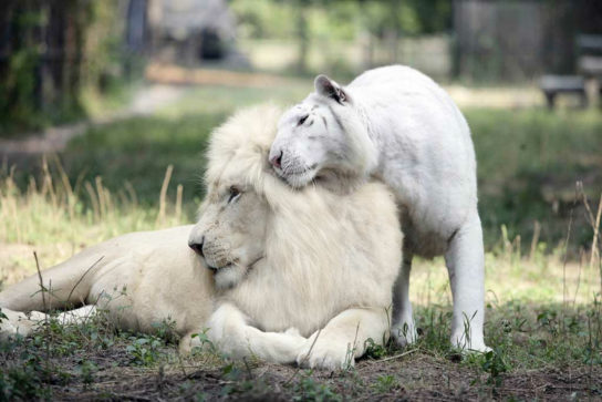 Как выглядит белый лев