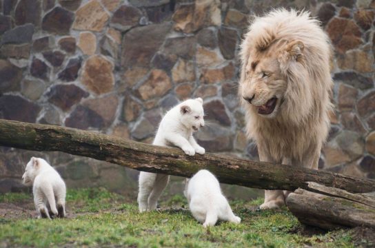Как размножается белый лев