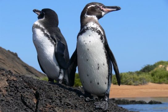 Фото галапагосского пингвина