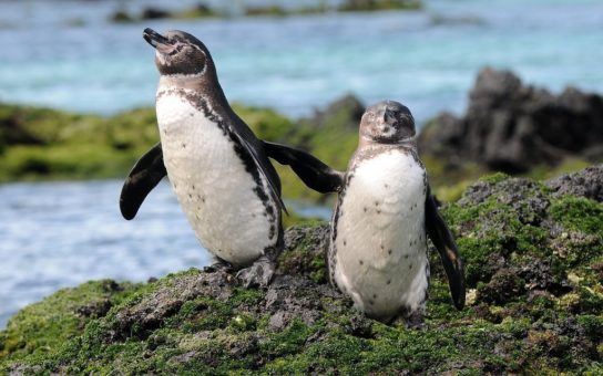 Внешний вид галапагосского пингвина