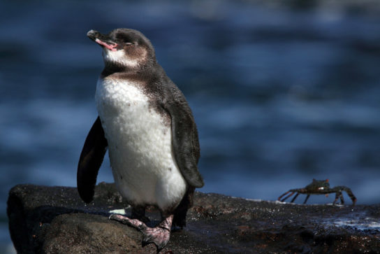 Сколько живут галапагосские пингвины