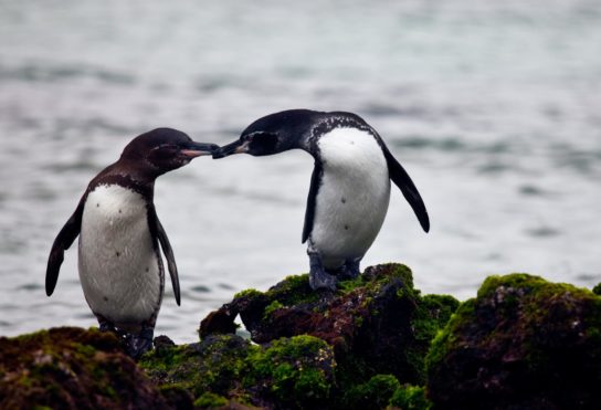 Поведение галапагосского пингвина