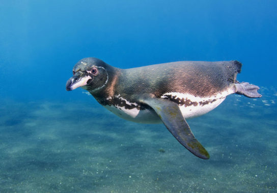 Враги в природе галапагосских пингвинов