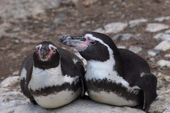 Как размножаются пингвины Гумбольдта
