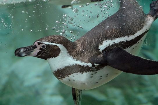 Фото пингвина Гумбольдта