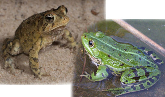 различия лягушки и жабы