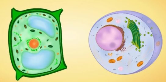 Различия и сходства растительной и животной клетки