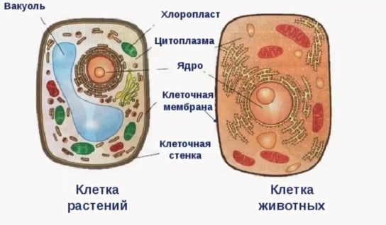 Различия в строении клеток