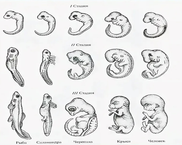 Наличие хвоста у зародыша человека на ранней. Стадии зародышевого развития человека. Зародышевое сходство у позвоночных. Сходство зародышей позвоночных. Сходство эмбрионов позвоночных и человека.