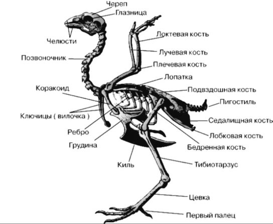 скелет птиц