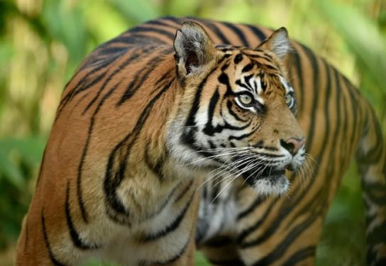 Где обитает суматранский тигр