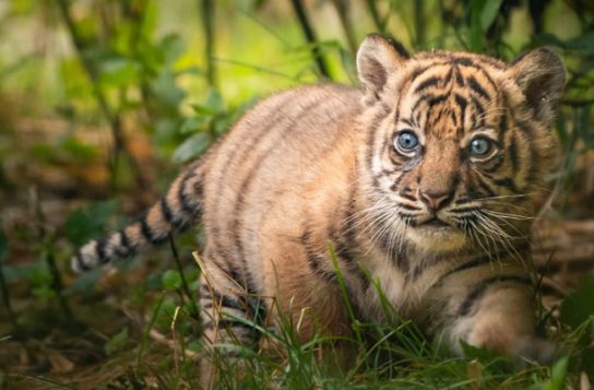 Как размножаются суматранские тигры