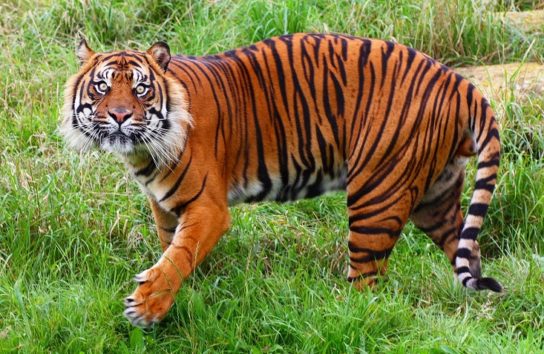 Как выглядит суматранский тигр