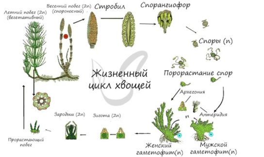 Жизненный цикл хвощевидных растений