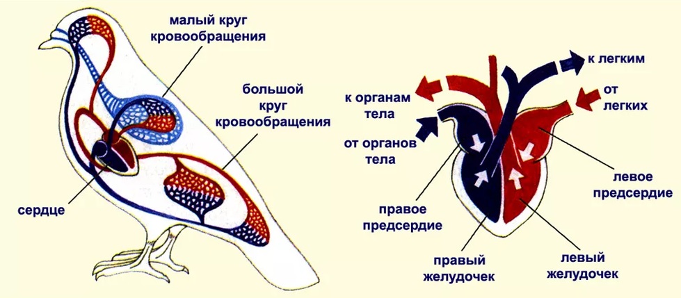 Схема кровообращения птиц
