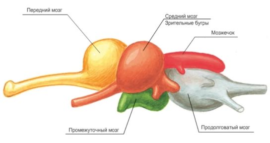 Мозг костных рыб