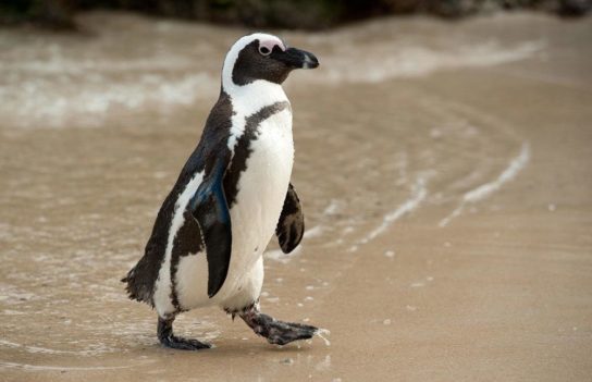 Образ жизни очкового пингвина 