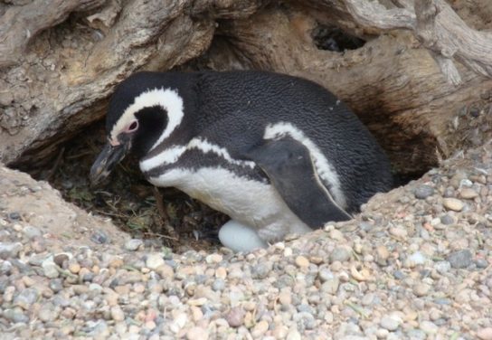 Как размножается очковый пингвин