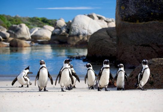 Популяция очкового пингвина