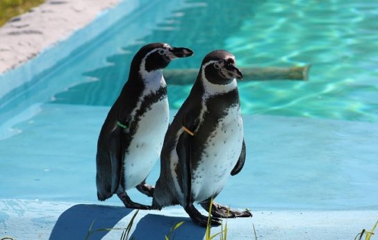 Особенности очкового пингвина